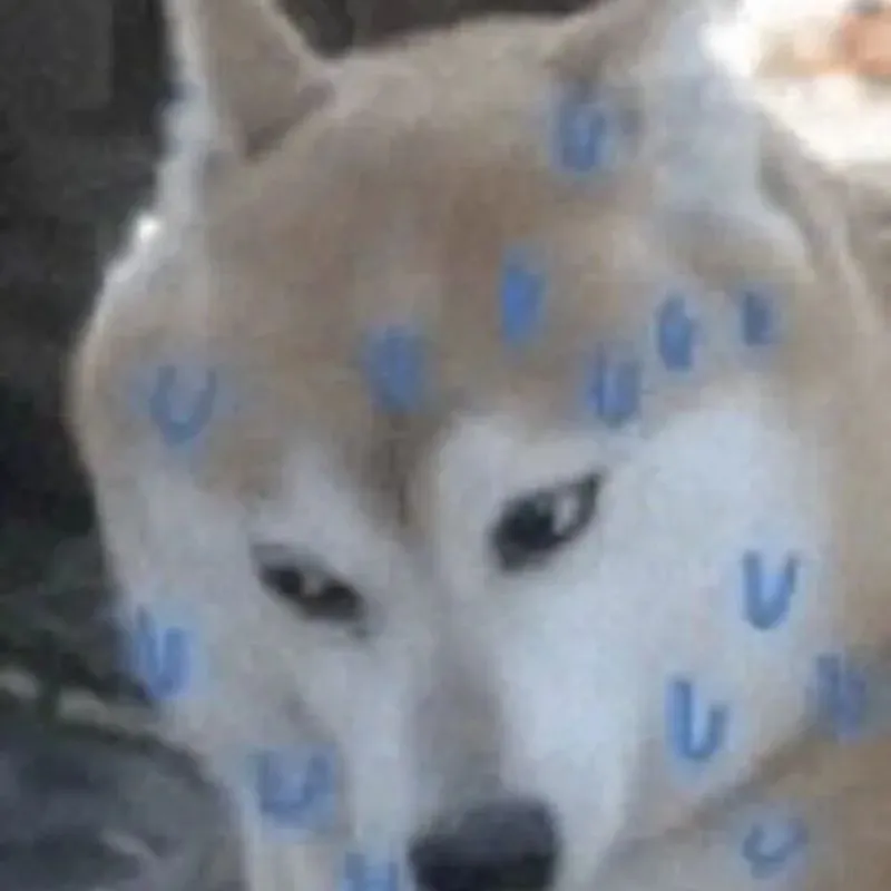 Meme đổ mồ hôi hột chú chó Shiba với ánh mắt lảng tránh đầy tội lỗi