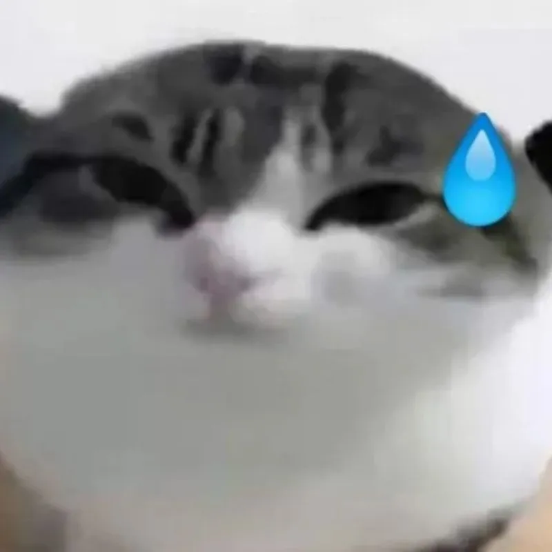 Ảnh meme mèo đổ mồ hôi với gương mặt tròn béo ngơ ngác