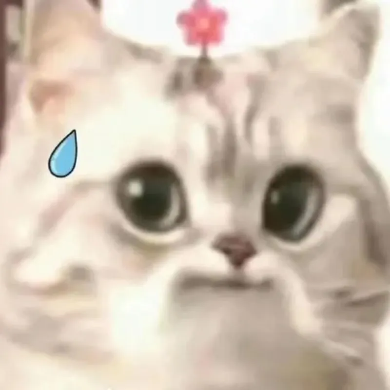 Meme vã mồ hôi hột chú mèo ngây thơ đội hoa vô cùng bối rối