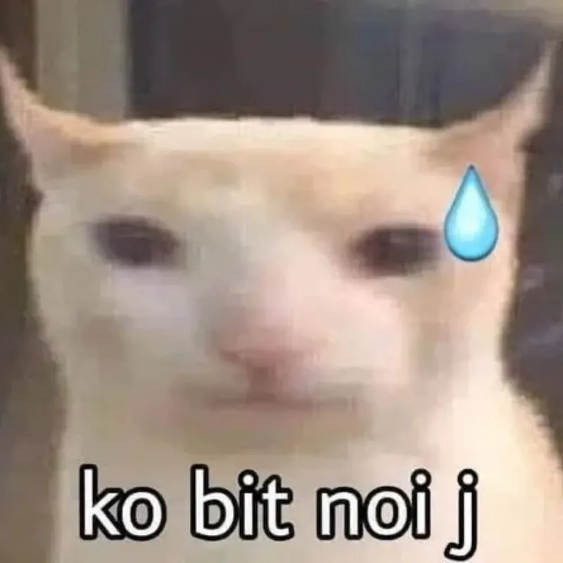 Meme mèo trắng đổ mồ hôi bất lực kèm dòng chữ ko bit noi j