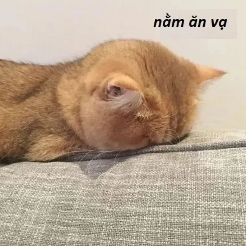 Meme mèo vàng úp mặt xuống ghế nằm ăn vạ