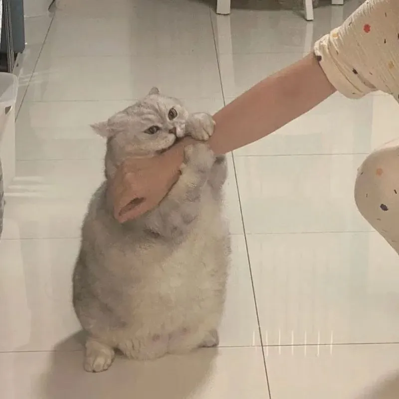 Mèo xám béo ú đứng bằng hai chân sau đang ôm cắn tay người
