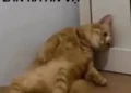 Meme giãy đành đạch