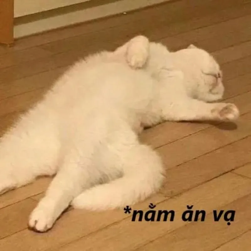 Meme mèo trắng nằm ngửa bụng trên sàn nhà ăn vạ