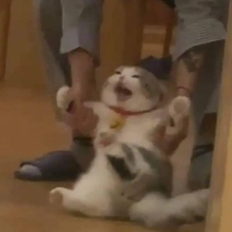 Ảnh meme chú mèo há to miệng kêu gào và giãy giụa khi bị hai tay người giữ chặt
