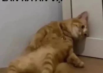 Meme giãy đành đạch