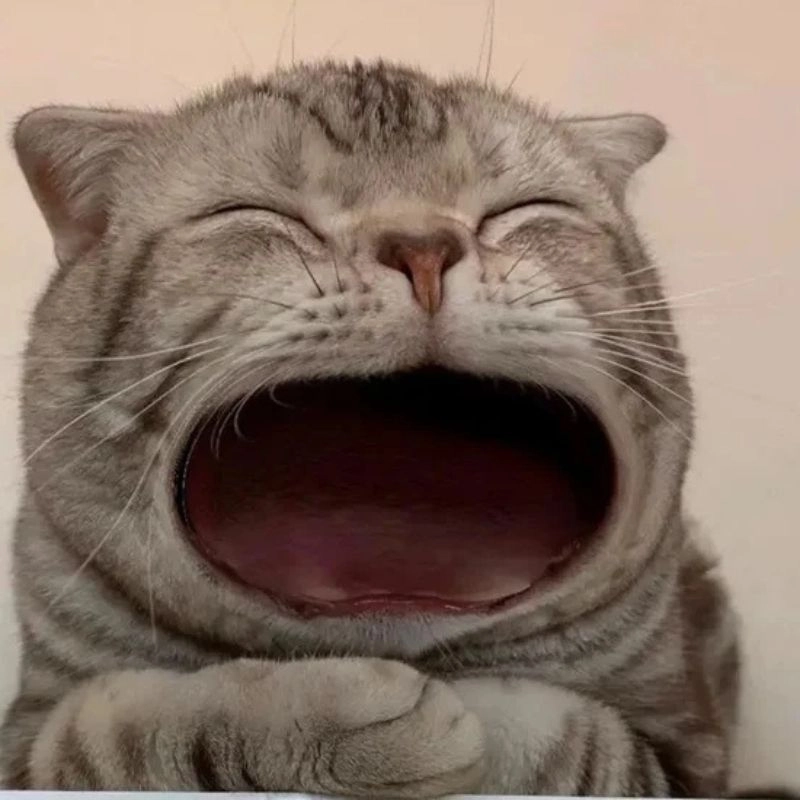 Meme mèo há miệng to cười sảng khoái hài hước