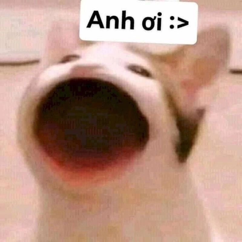 Ảnh chế hả miệng anh ơi em đói