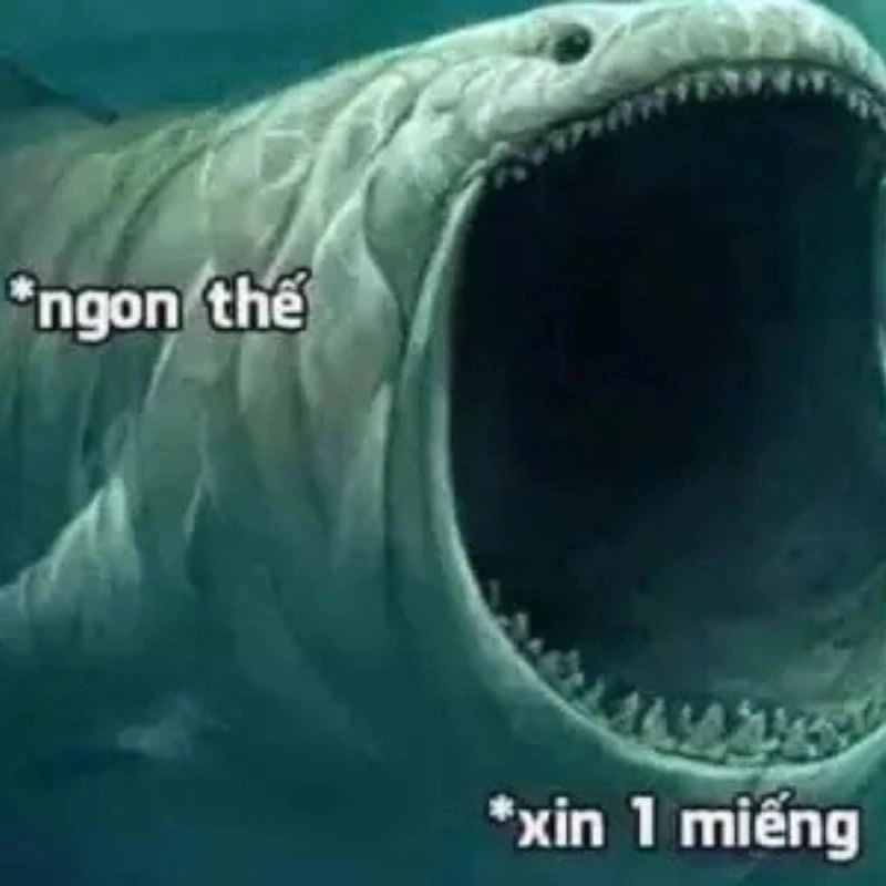 Ảnh chế cá mập há miệng nói ngon thế xin 1 miếng