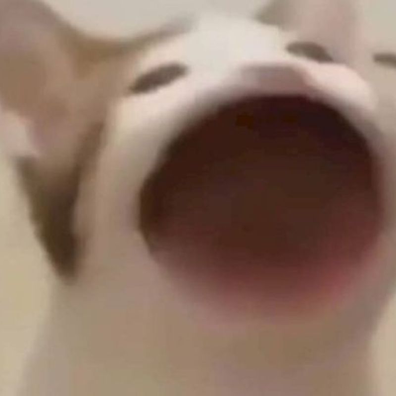 Meme mèo Pop Cat há miệng rộng bựa cực bựa ngộ nghĩnh