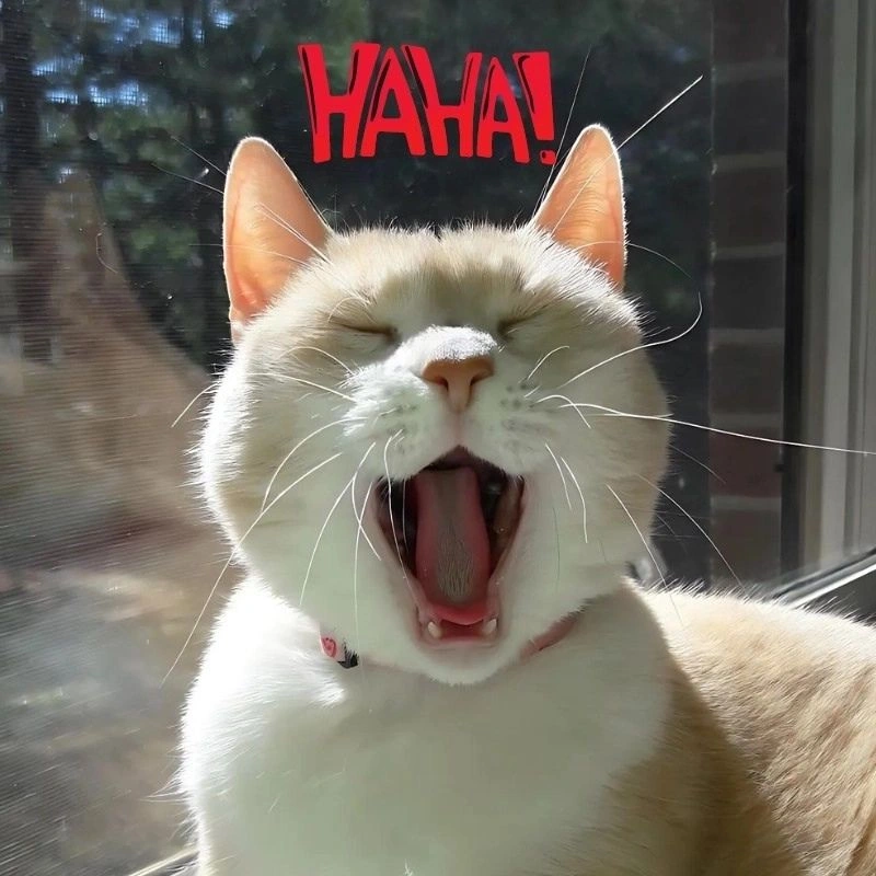Meme mèo cười haha há miệng