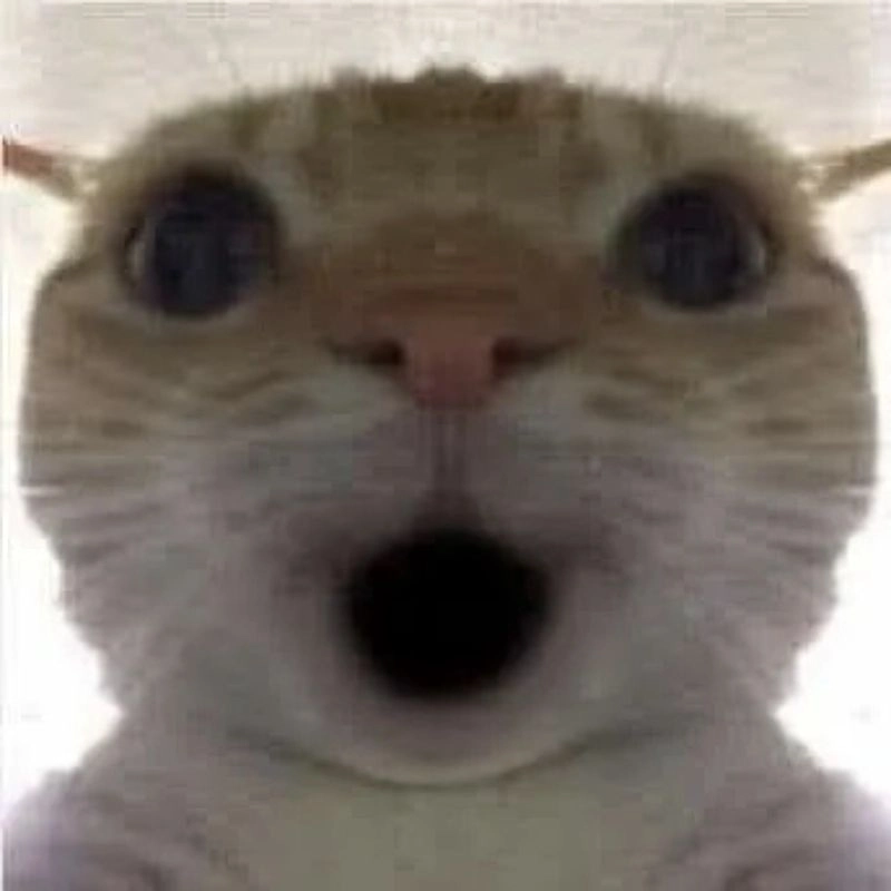 Troll bạn bè với meme mèo há miệng ngạc nhiên