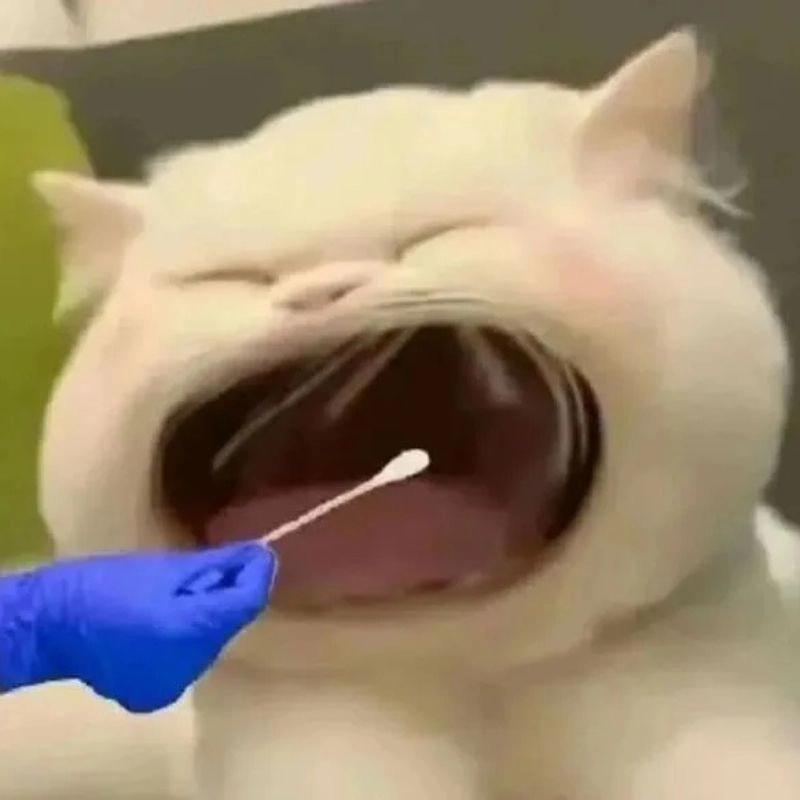 Meme há miệng ra khi khám răng