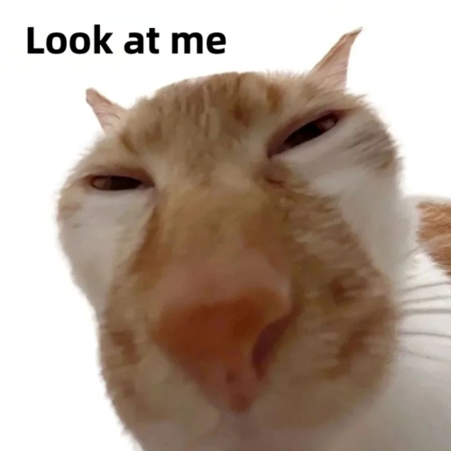 Meme mặt mèo hài hước với dòng cap "look at me"