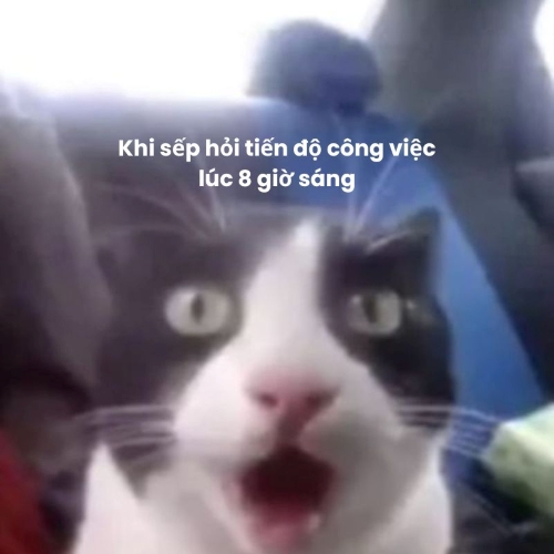 Tạo meme cho riêng mình với ảnh mèo và dòng cap dở khóc dở cười