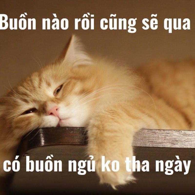 meme mat ngu 05