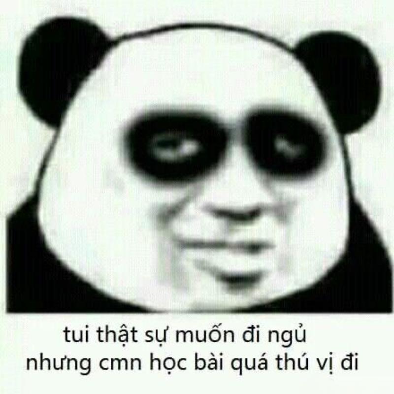 meme gấu trúc mất ngủ