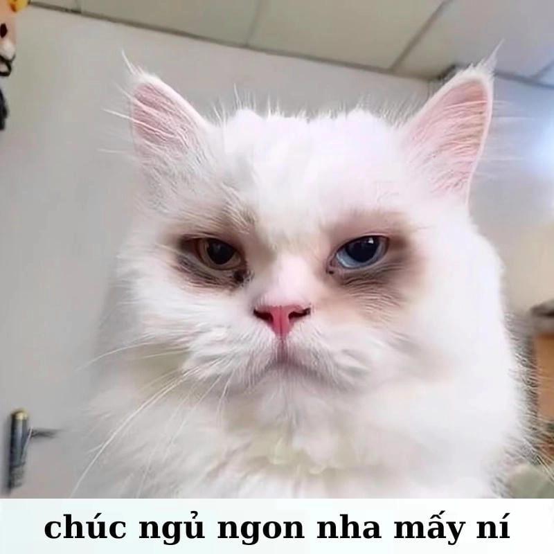 Hình ảnh mèo trắng với quầng thâm mắt đen xì do thức khuya, biểu cảm hài hước.