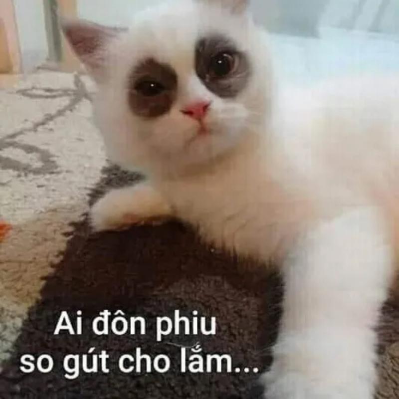 meme mất ngủ hài hước khiến bạn cười ngất