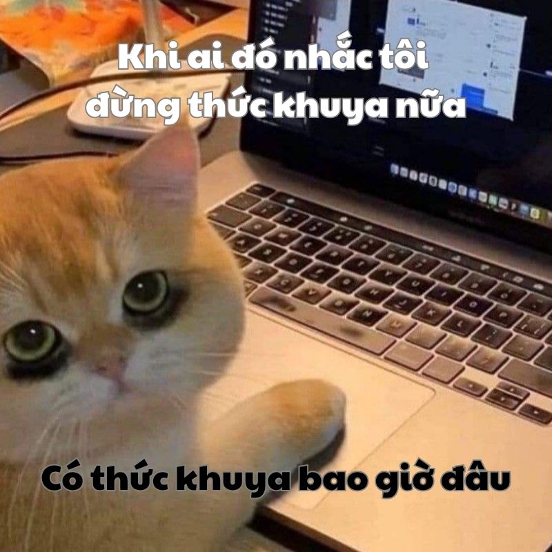 Meme mèo mắt thâm đen vì thức khuya
