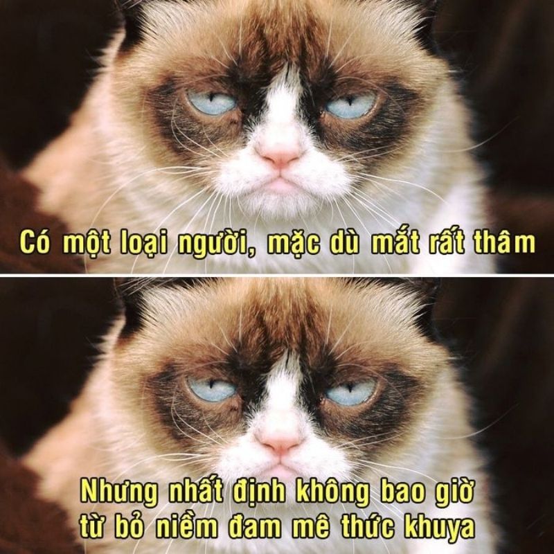 Meme mèo Grumpy Cat mắt thâm quầng nhưng nhất quyết không từ bỏ đam mê thức khuya.