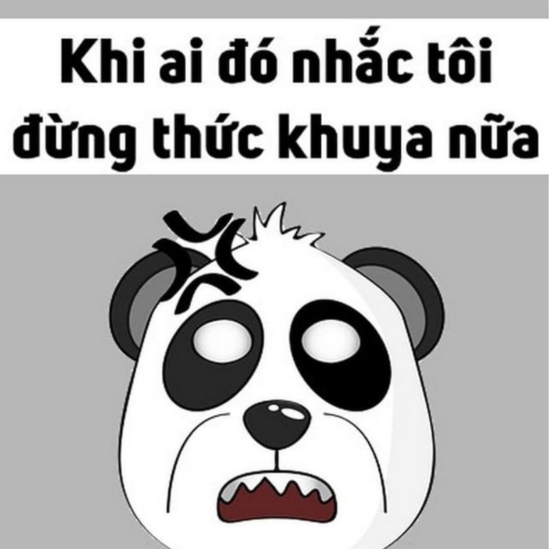 Meme gấu trúc Panda mắt thâm đen giận dữ khi bị nhắc nhở đừng thức khuya.