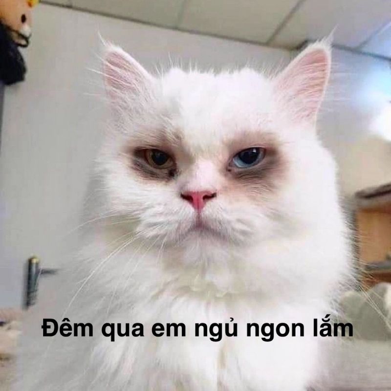 Meme mèo mắt thâm đen thức khuya đáng yêu