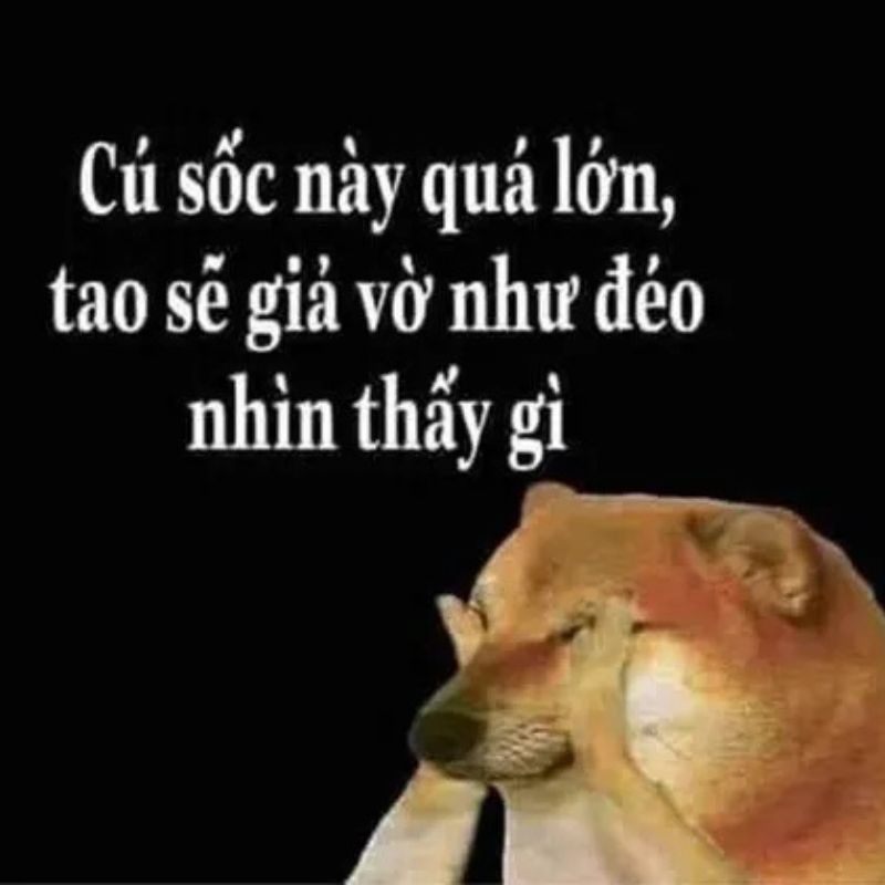 Chú chó Shiba dùng hai chân trước ôm đầu che kín hai mắt