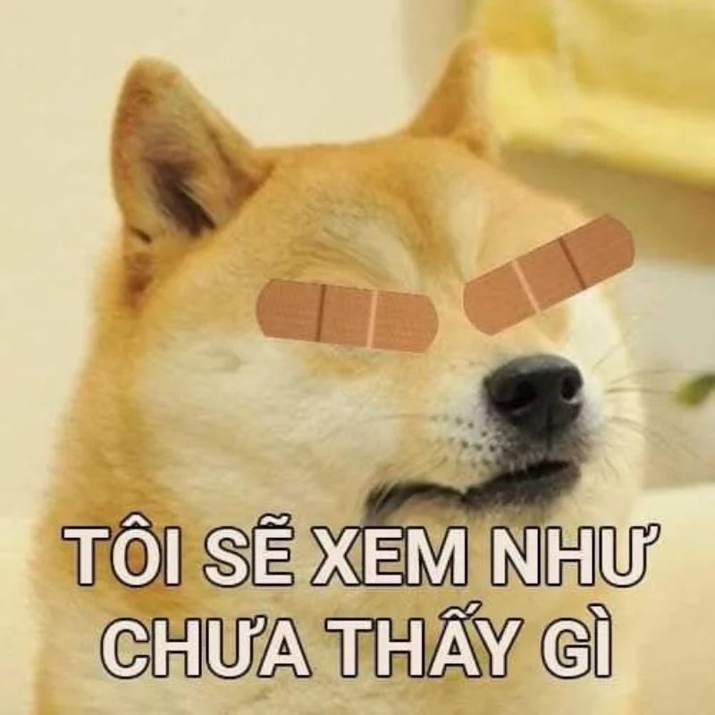 Ảnh chế chó Shiba giả mù xem như chưa thấy gì