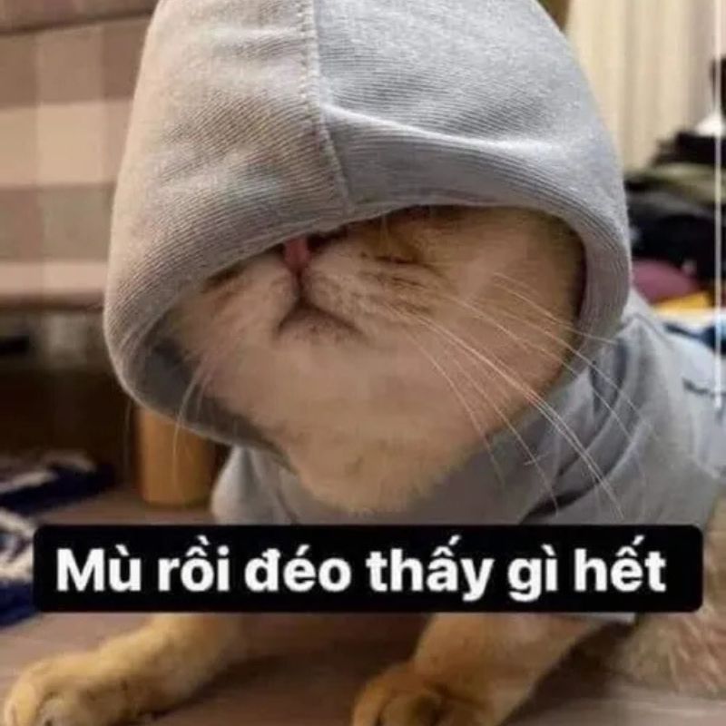 Chú mèo vàng đội mũ áo xám trùm xuống che hết mắt
