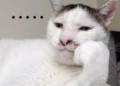 100+ Ảnh meme ngơ ngác hài hước, không nhịn được cười