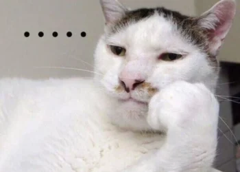 100+ Ảnh meme ngơ ngác hài hước, không nhịn được cười
