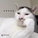 100+ Ảnh meme ngơ ngác hài hước, không nhịn được cười