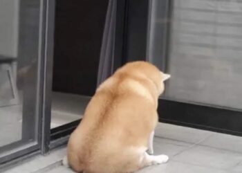 100+ meme ngồi 1 góc buồn, cô đơn cho những ngày lòng hơi nặng