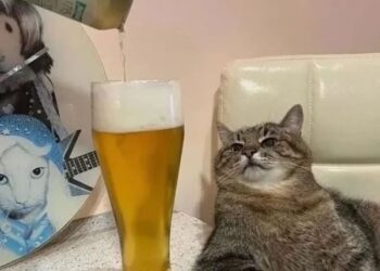 Meme rủ nhậu hot trend