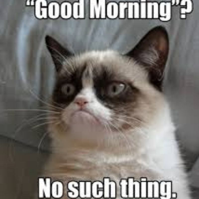 15+ Meme nổi tiếng nhất thế giới và Việt Nam cực viral 15 Meme mèo Grumpy good morning