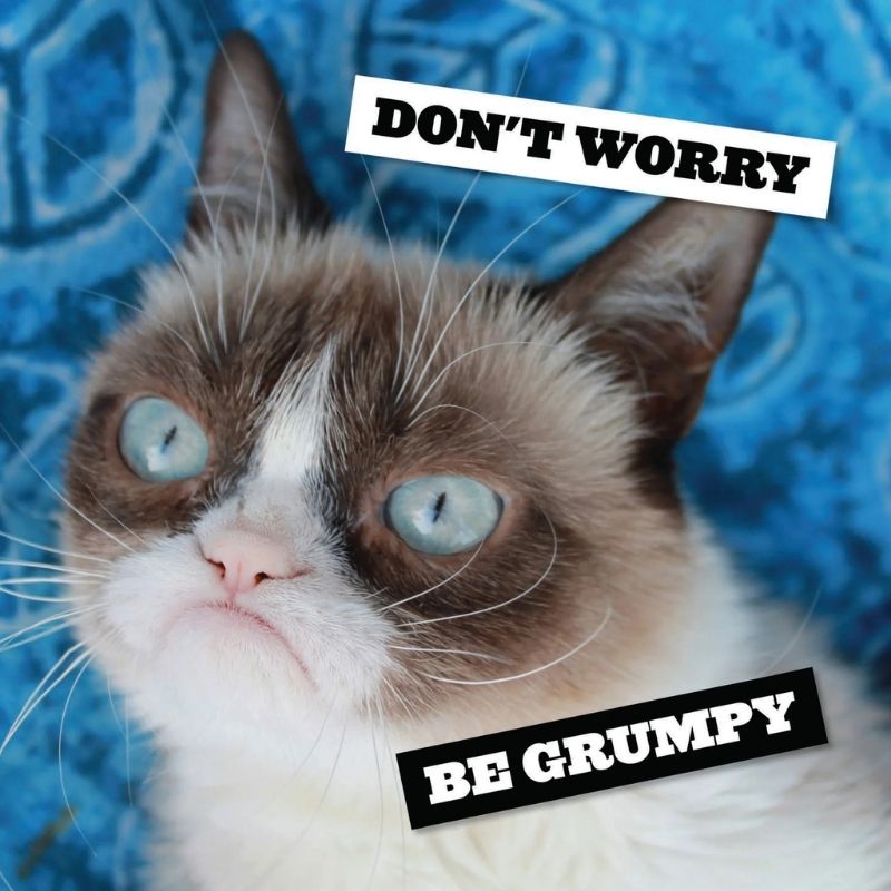15+ Meme nổi tiếng nhất thế giới và Việt Nam cực viral 17 Đừng lo lắng ảnh chế mèo Grumpy