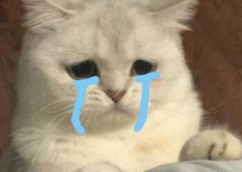 meme nổi tiếng nhất
