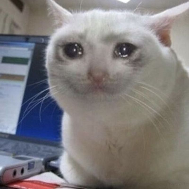 15+ Meme nổi tiếng nhất thế giới và Việt Nam cực viral 67 Meme mèo mếu cute