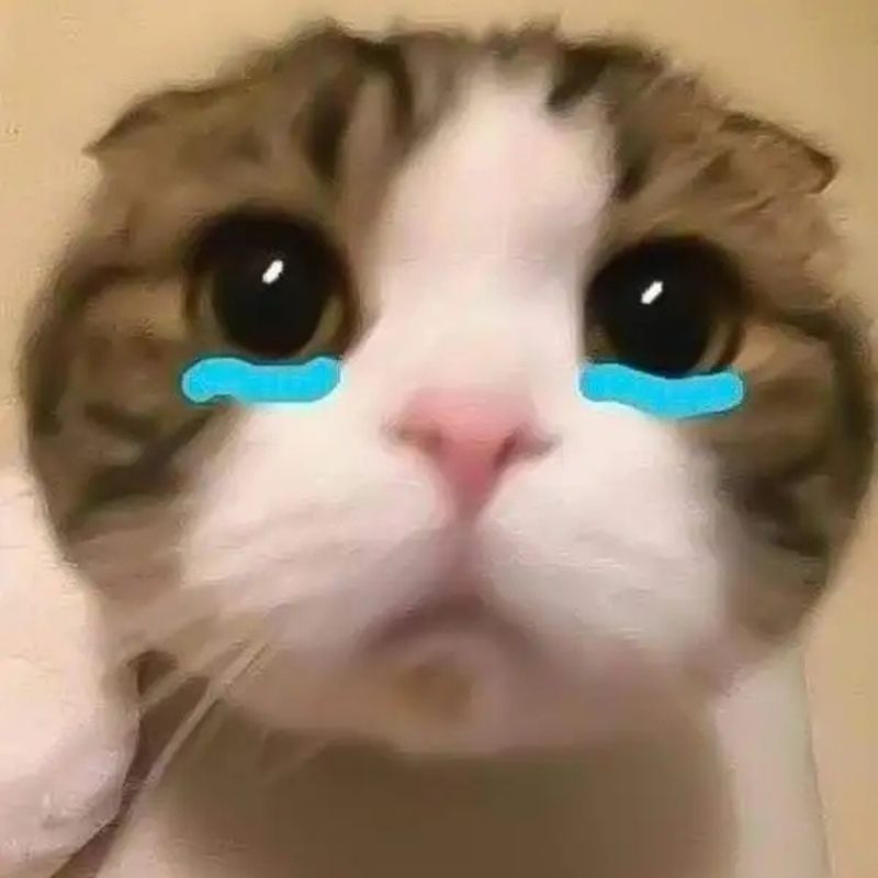 15+ Meme nổi tiếng nhất thế giới và Việt Nam cực viral 69 Ảnh mèo rưng rưng nước mắt