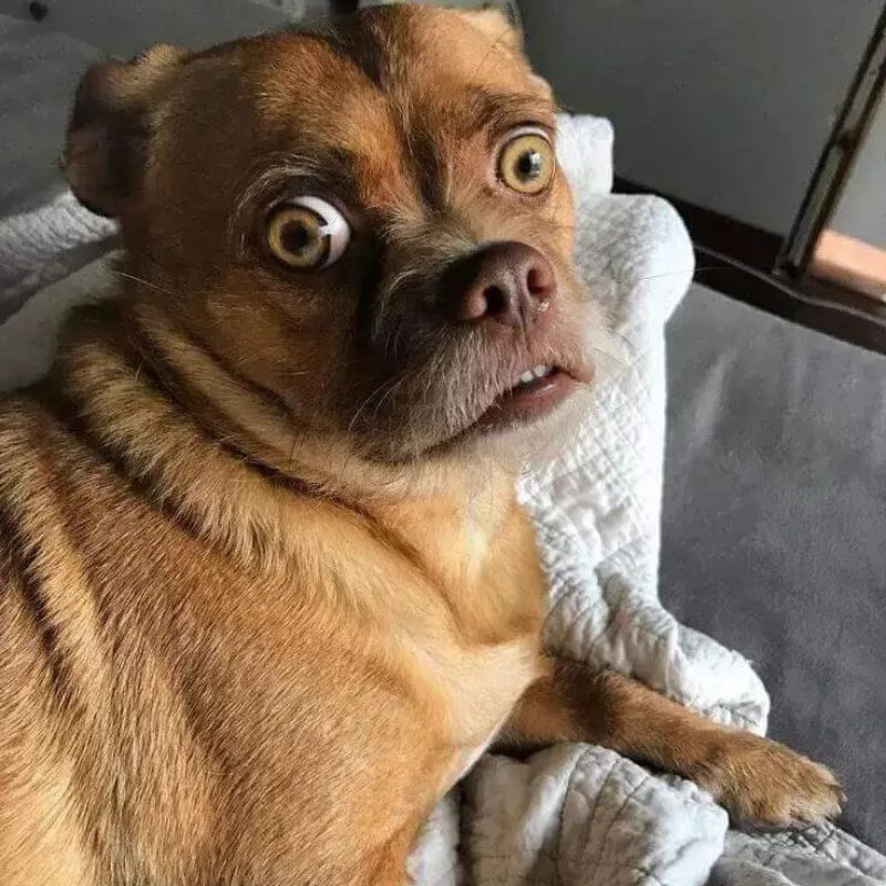 Ảnh sốc meme chó ngơ ngác