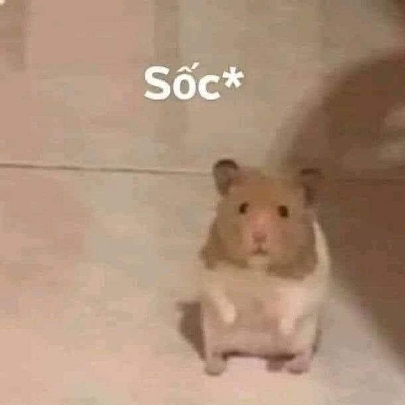 Ảnh meme chuột hamster sốc đứng hình
