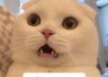 meme sốc