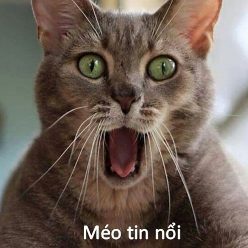 Thiệt là méo tin nổi nó có thể làm điều đó với mình