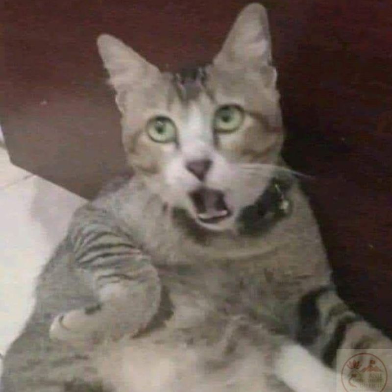 Meme mèo sốc bẹo hình bẹo dạng