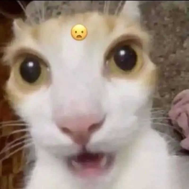 Ảnh mèo meme sốc ngang