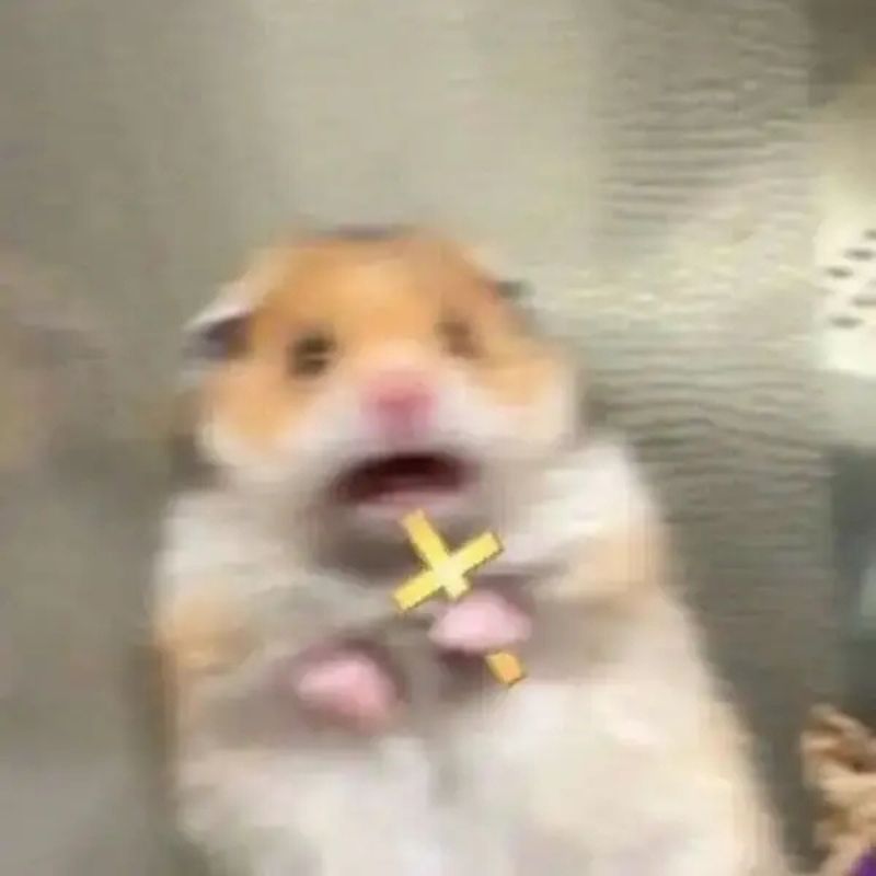 Meme chuột cầm thánh giá hoang mang