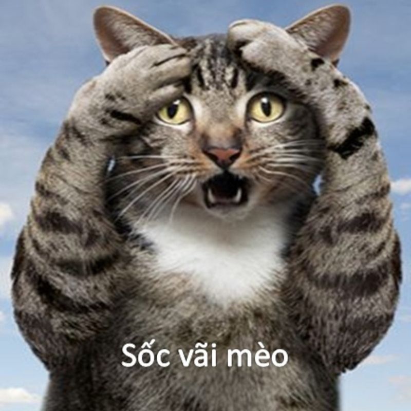 Ảnh mèo ôm đầu vì quá sốc