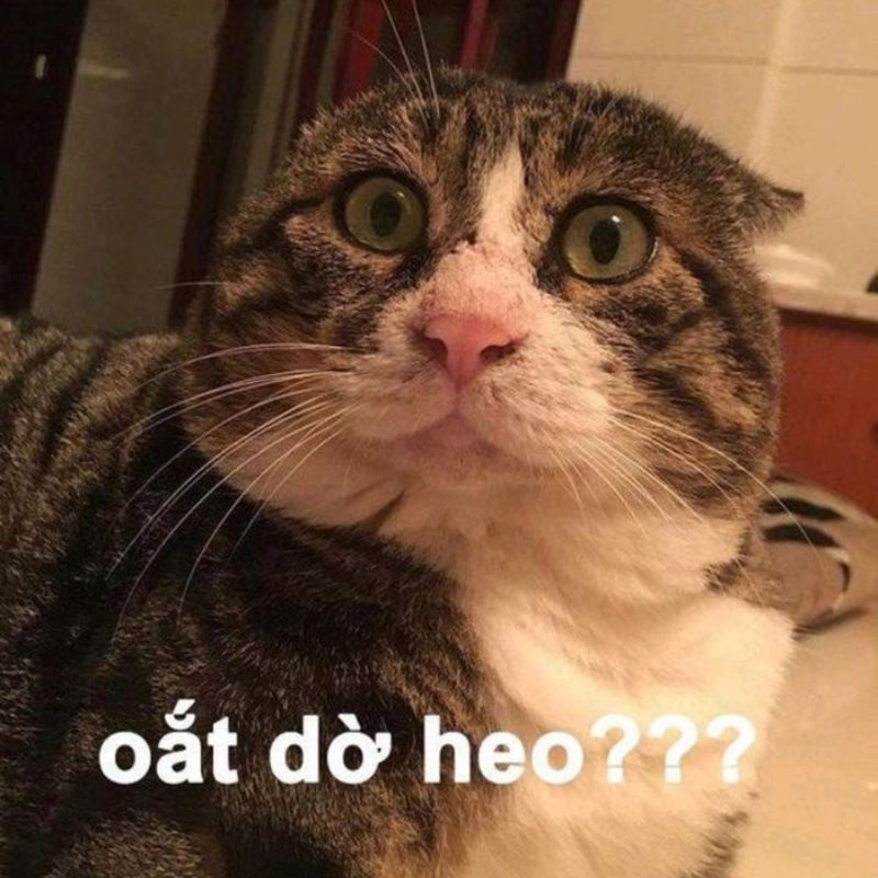 Oắt đờ heo sao lại có người kỳ cục đến vậy nhỉ?