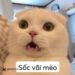 meme sốc